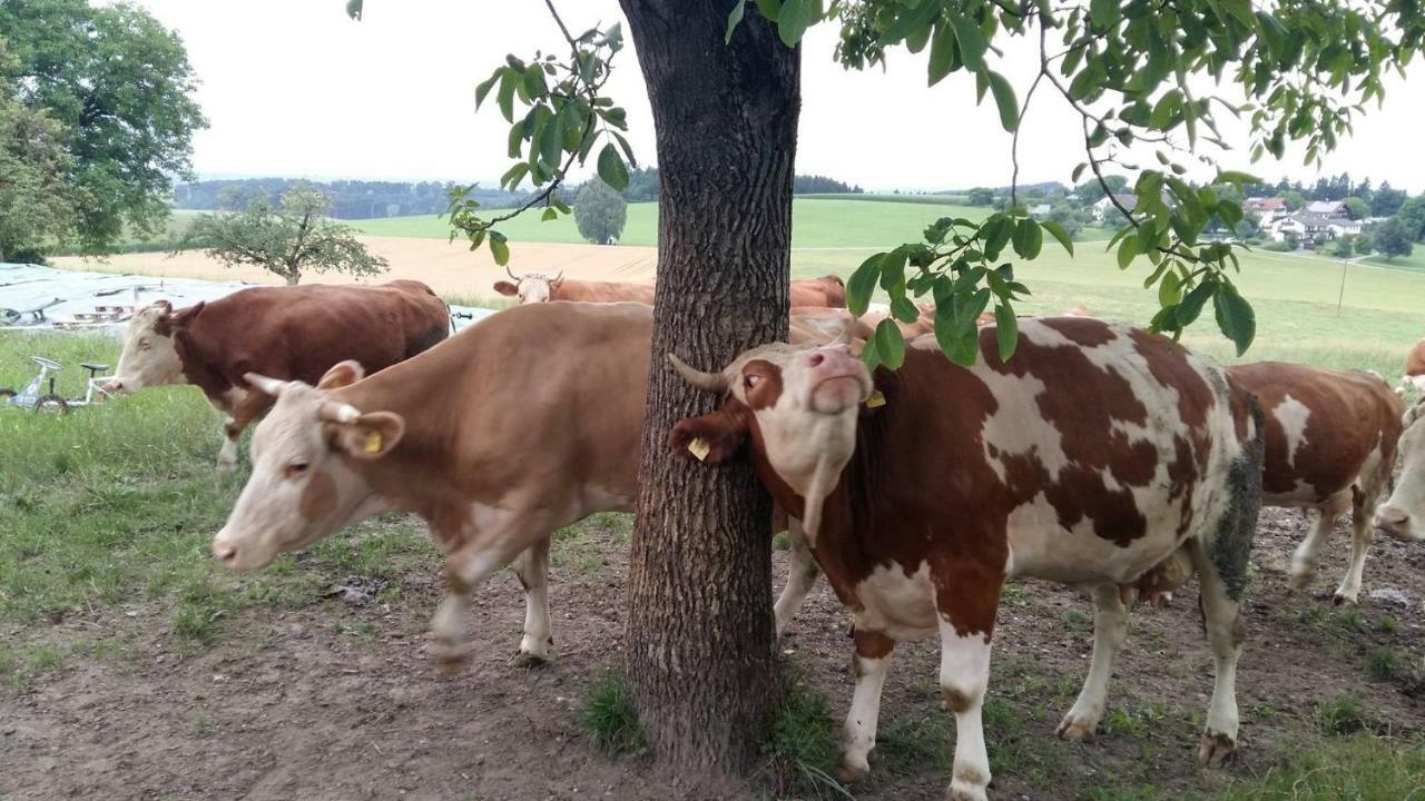 Bio Kinder Erlebnis Bauernhof Voit Guest House Sochtenau Luaran gambar